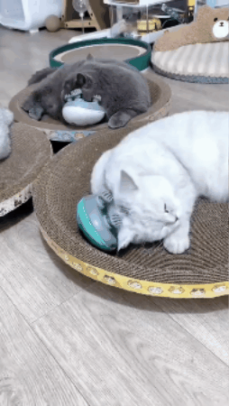 GIF 3